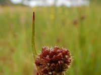 Luzula congesta 1, Dichte veldbies, Saxifraga-Ed Stikvoort